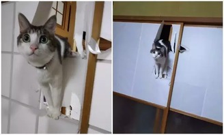 日式纸门对喵星人的诱惑有多大 第2486期